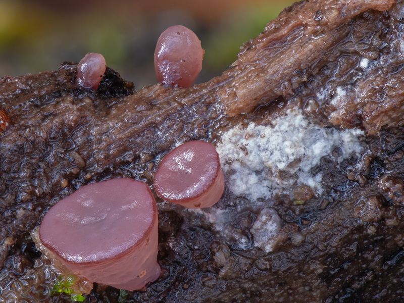 Ascocoryne sarcoides Ascocoryne sarcoides